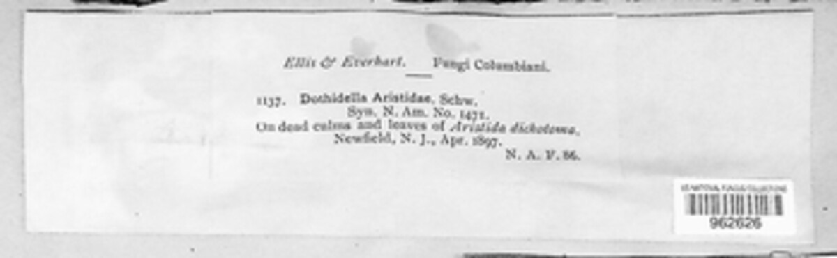 Phyllachora aristidae image